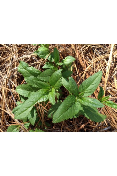 Вероніка колосиста молодий саджанець